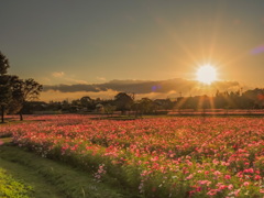金立コスモス園