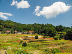 江里山の棚田