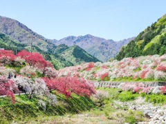 花桃の里