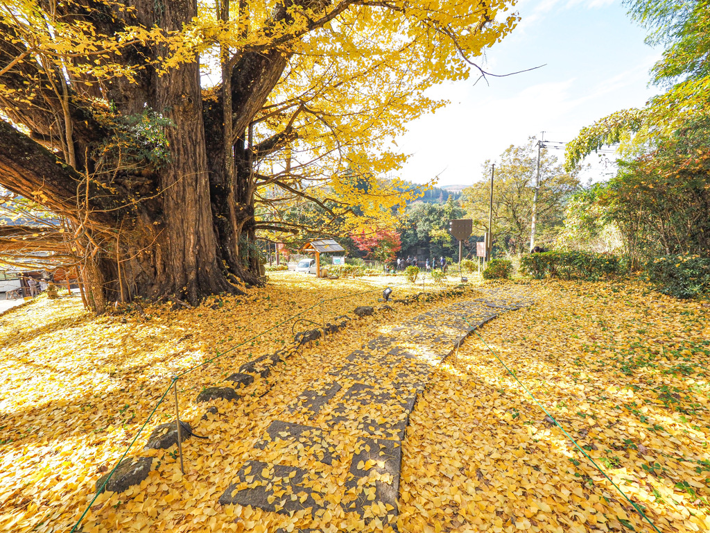 下城の大イチョウ