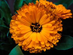 庭に咲いてた花