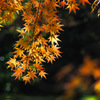 清水寺本坊庭園