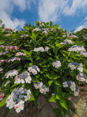 大聖寺の紫陽花