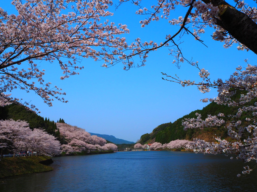 庭木ダム