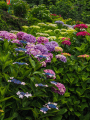 大聖寺の紫陽花