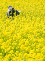 筵内菜の花公園