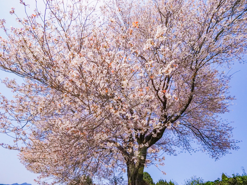 馬場の山桜
