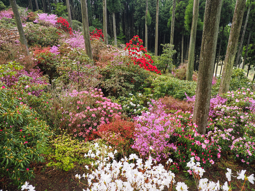 北山シャクナゲ園