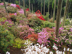 北山シャクナゲ園
