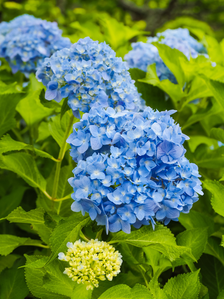 医王寺の紫陽花