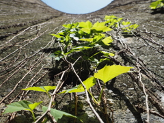 世界遺産。三池炭鉱万田杭。