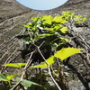 世界遺産。三池炭鉱万田杭。