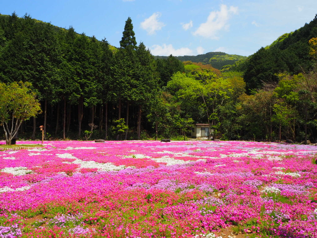 芝桜