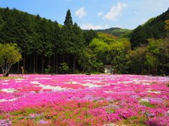 芝桜