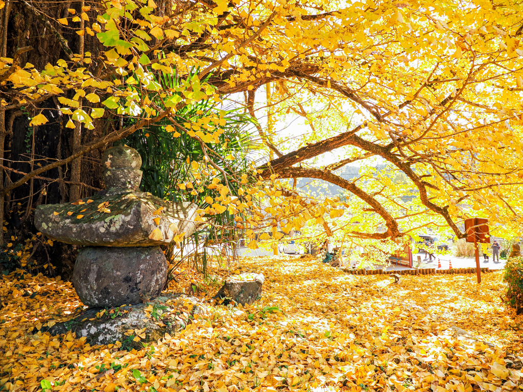 下城の大イチョウ
