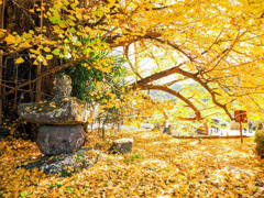 下城の大イチョウ