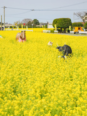 筵内菜の花公園