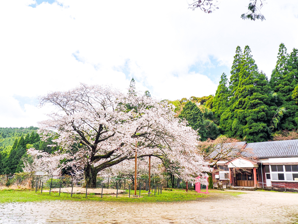 久保山の一本桜