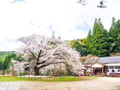 久保山の一本桜