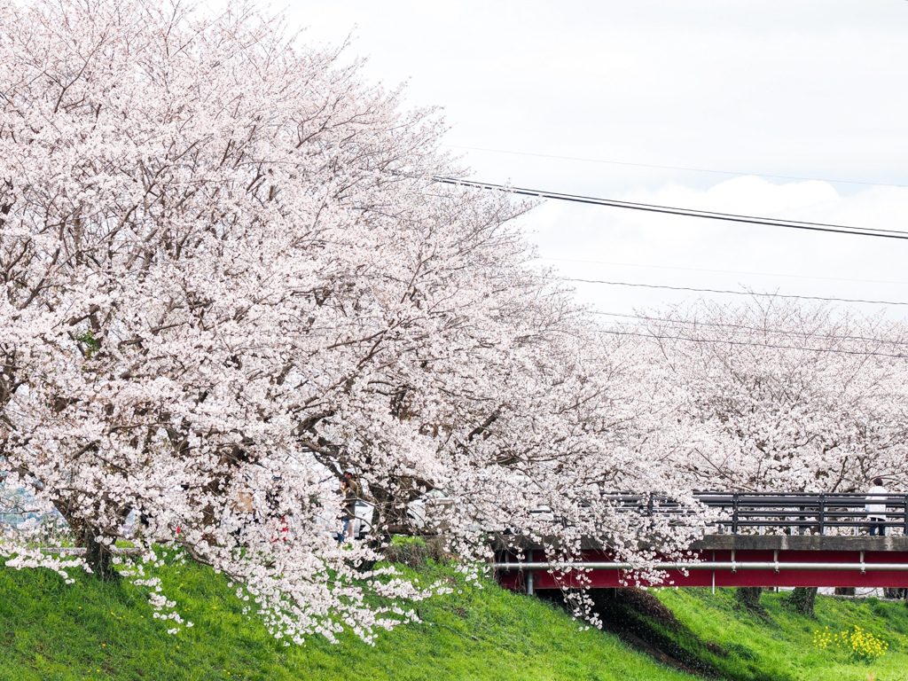 流川の桜並木