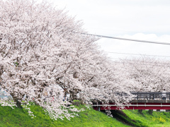 流川の桜並木