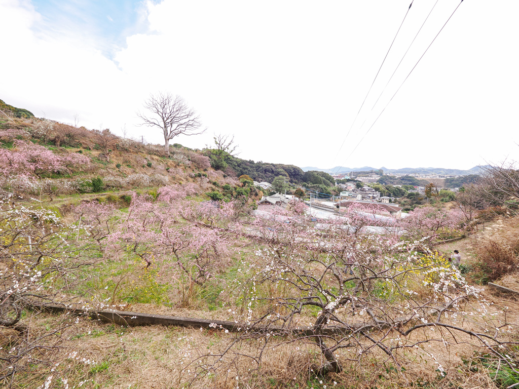 佐世保の梅園