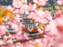 河津桜