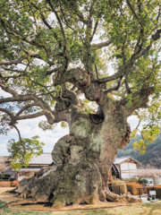 川古の大楠