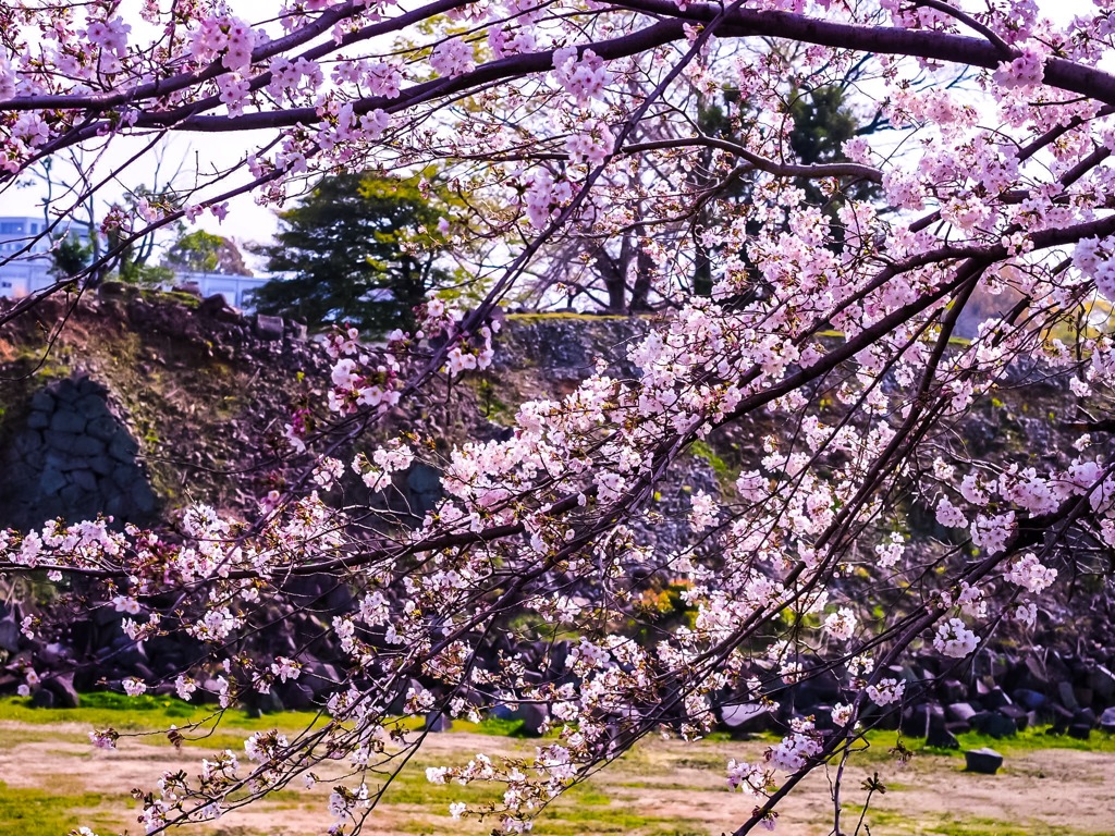 熊本城の桜