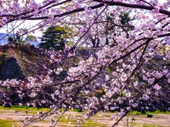 熊本城の桜