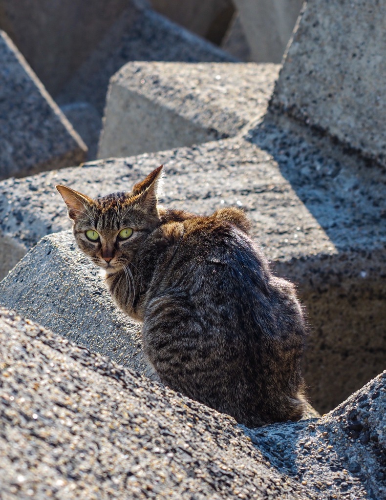 防波堤の猫