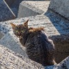 防波堤の猫