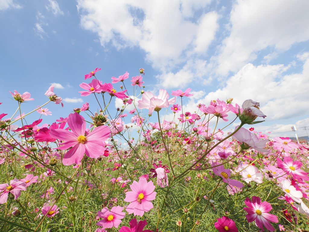 キリン花園