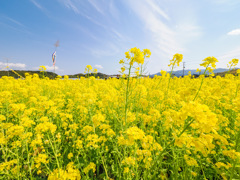 筵内菜の花公園