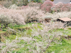 大久保台梅園