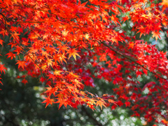 呑山観音寺