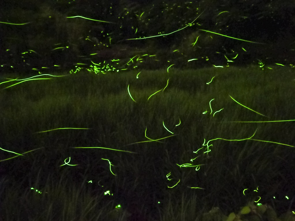 小城のゲンジボタル