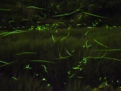 小城のゲンジボタル