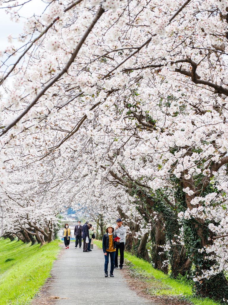 流川の桜並木
