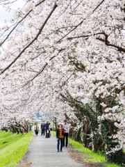 流川の桜並木