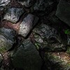 木漏れ陽