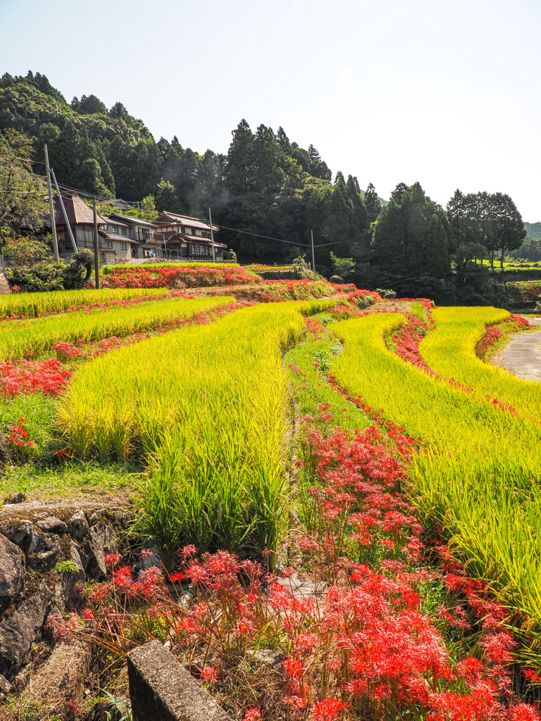江里山の棚田