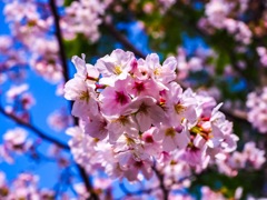 熊本城の桜