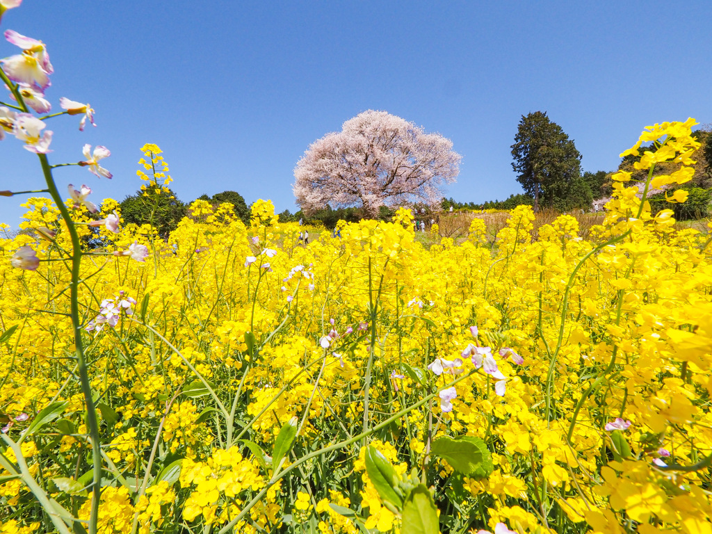 馬場の山桜