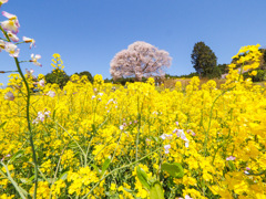 馬場の山桜
