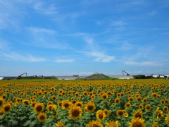 柳川ひまわり園