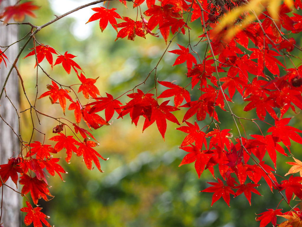 秋真っ盛り