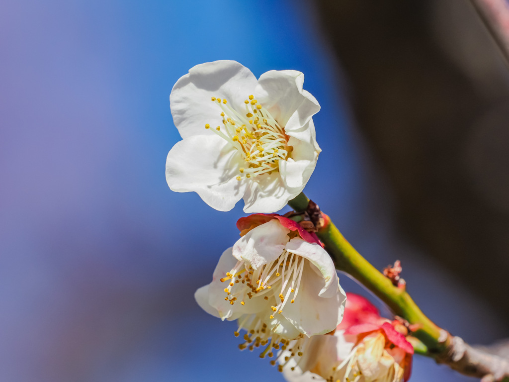 舞鶴公園