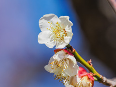 舞鶴公園