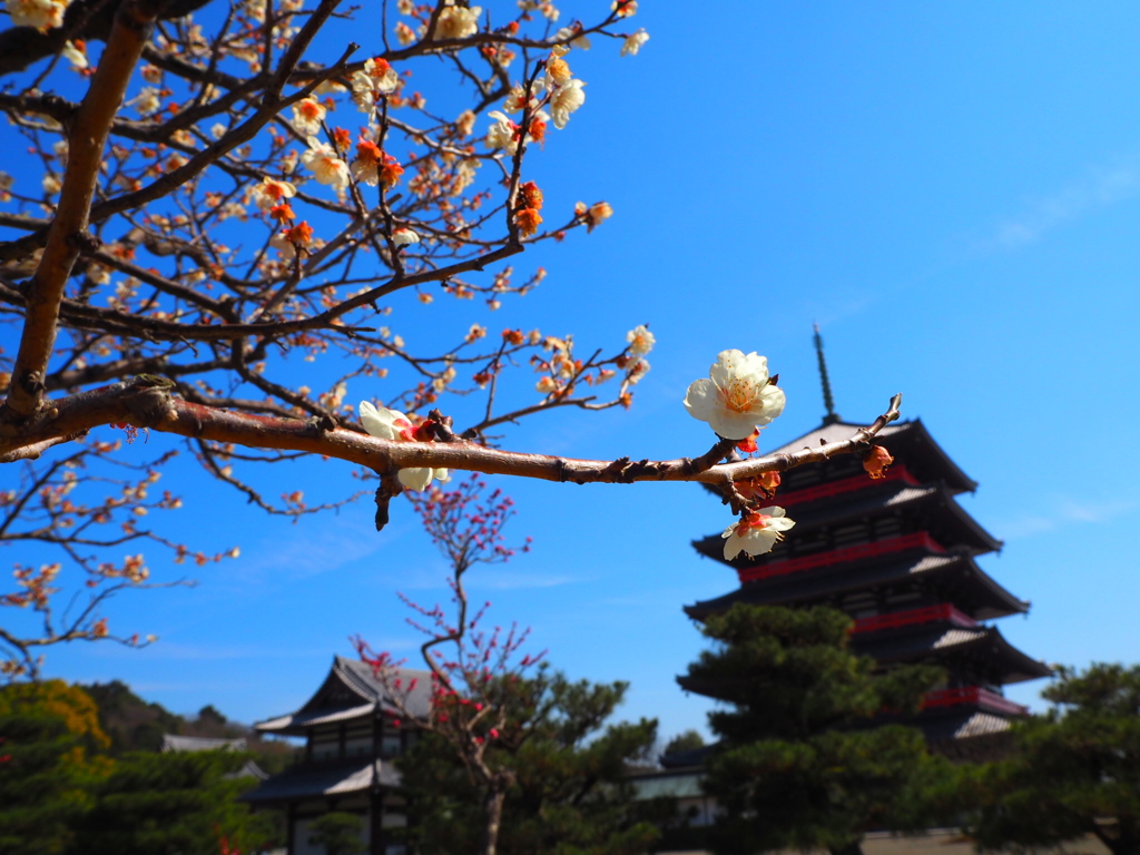 蓮華院誕生寺奥の院
